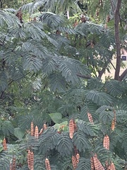 Albizia julibrissin