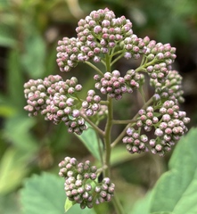 Spiraea × pyramidata