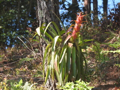 Tillandsia imperialis