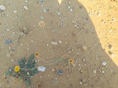 Thelesperma megapotamicum