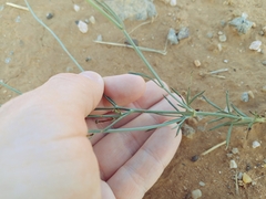 Thelesperma megapotamicum