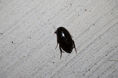 Hydrophilus insularis