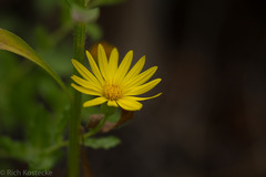 Heterotheca fulcrata