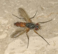 Mintho