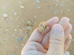 Thelesperma megapotamicum