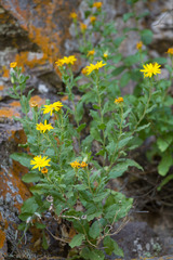 Heterotheca viscida