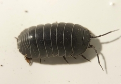 Armadillidium depressum