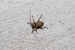 Leptostylopsis terraecolor