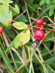 Rosa majalis