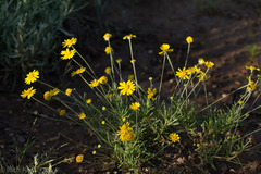 Tetraneuris linearifolia