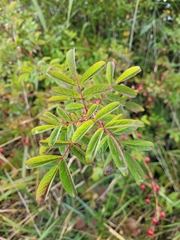 Rosa majalis