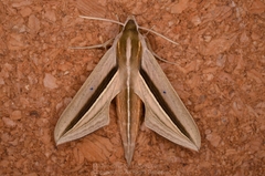 Theretra silhetensis