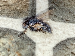 Muscina stabulans