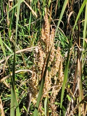 Rumex britannica