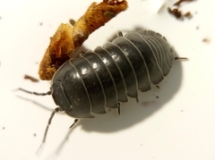 Armadillidium depressum