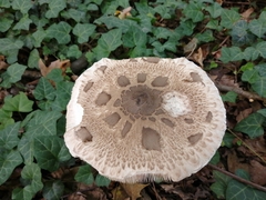 Fungi
