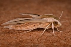 Theretra silhetensis