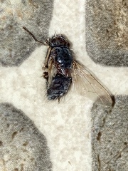 Muscina stabulans