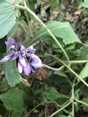 Pueraria montana