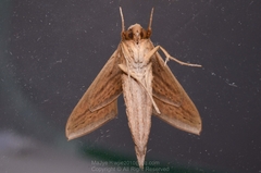 Theretra silhetensis