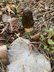 Morchella