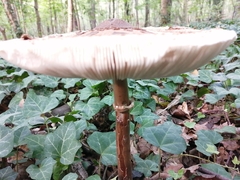 Fungi