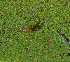 Pelophylax kurtmuelleri