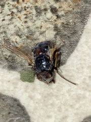 Muscina stabulans