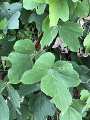 Pueraria montana