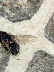 Muscina stabulans