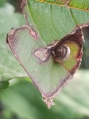 Hygromia cinctella