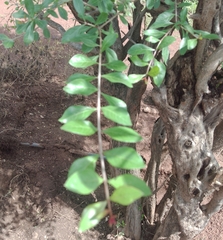 Magnoliopsida