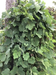 Pueraria montana