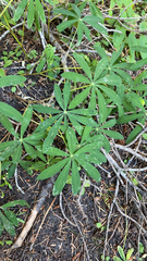Lupinus latifolius