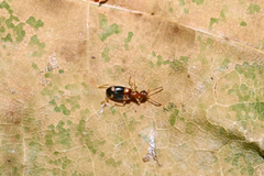 Stricticomus tobias