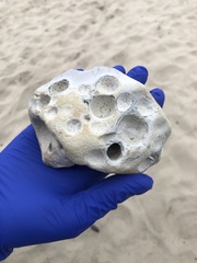 Membranipora membranacea