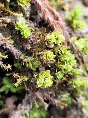 Encalypta streptocarpa