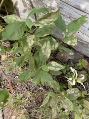 Astrotischeria occidentalis