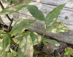 Astrotischeria occidentalis