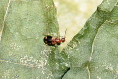 Stricticomus tobias