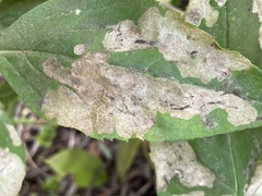 Astrotischeria occidentalis