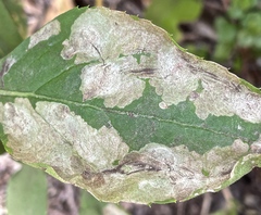 Astrotischeria occidentalis