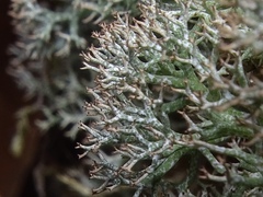 Cladonia rangiformis
