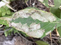 Astrotischeria occidentalis