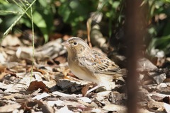 Ammodramus savannarum