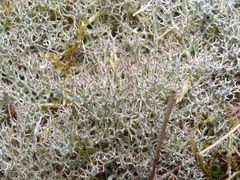 Cladonia rangiformis