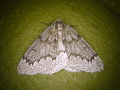 Nepytia pellucidaria