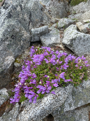 Penstemon davidsonii