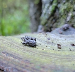 Bolitotherus cornutus