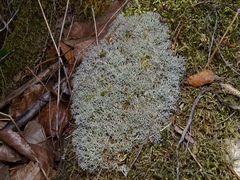 Cladonia rangiformis